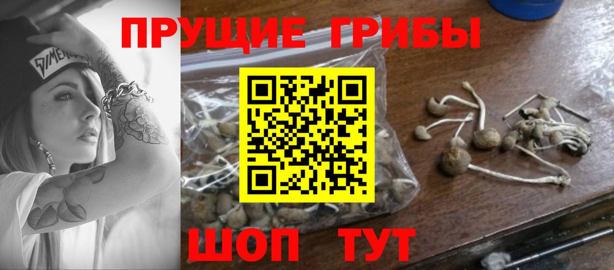 Псилоцибиновые грибы GOLDEN TEACHER  Псилоцибиновые грибы Psilocybine cubensis  Вход с VPN  Брянск 